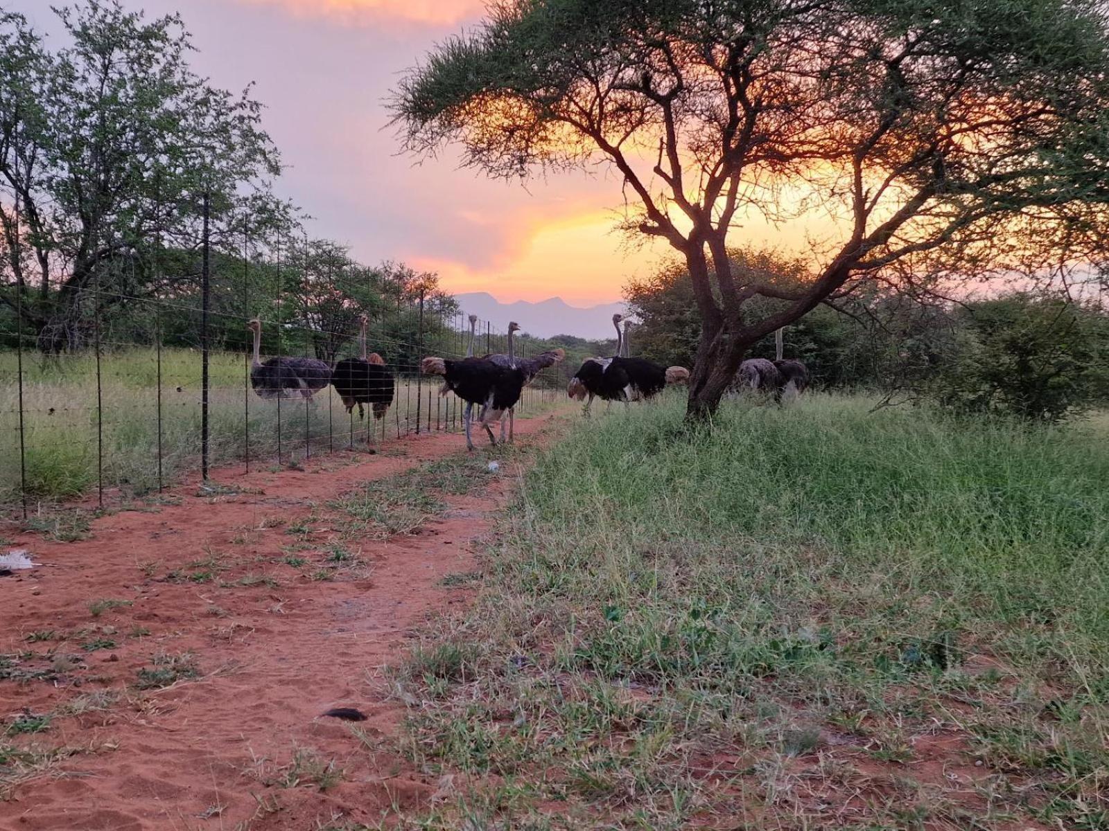 Thandolwami Bushlodge & Spa Hoedspruit Bagian luar foto